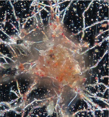 Sample Daguerreotype