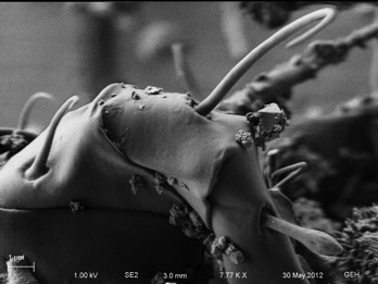 Sample Daguerreotype