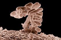 Microbe