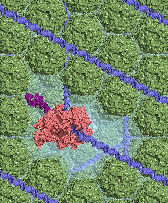 Main Image