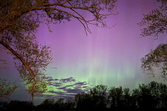 Green and pink auroras in a clearing of a wooded area at night.