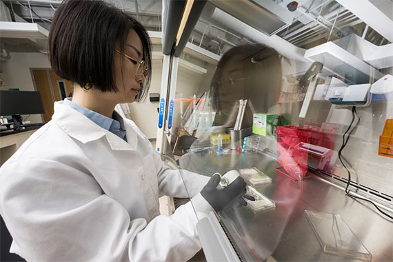 A scientist wearing a white lab coat and gloves adds cells to a new lung to brain chip device.