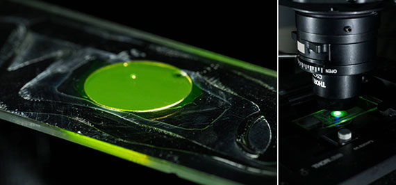 Side-by-side photos of a microscope slide with bright green glass-coated bacteria cells that could be used to create microlenses and a custom-built microscope to image the light-scattering properties of the material.