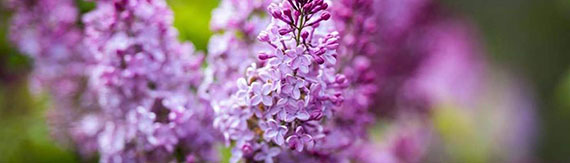 A close-up of purple lilac blossoms.