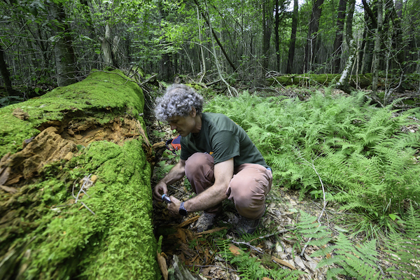 Justin Fay collects yeast samples in old-growth Allegheny forests.