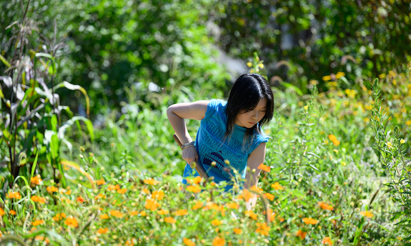 Melissa Dong ’29 shovels mulch in a field full of yellow flowers.