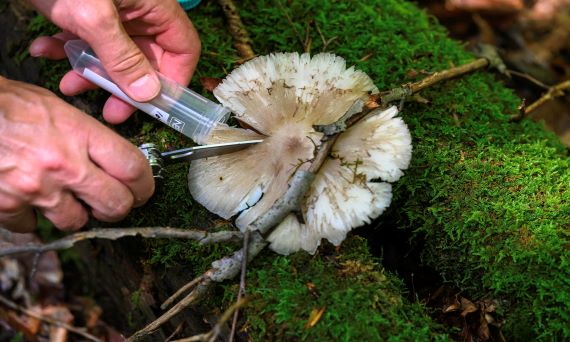 I mange of hands collecting yeast from bark, soil, fungus, and moss in Pennsylvania’s Allegheny National Forest to study the genetic basis of evolutionary change, including how organisms adapt to heat.