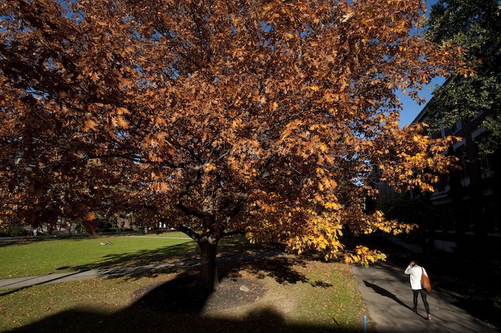 student walks a long a path next to a large tree with orange leaves.