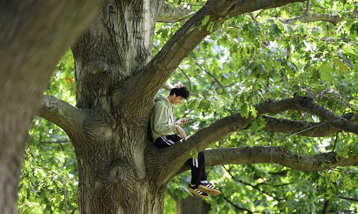 A student sits high up in an oak tree.