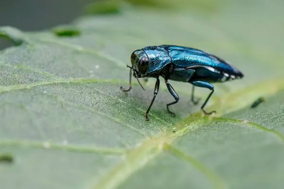 An emerald ash borer on a leaf.
