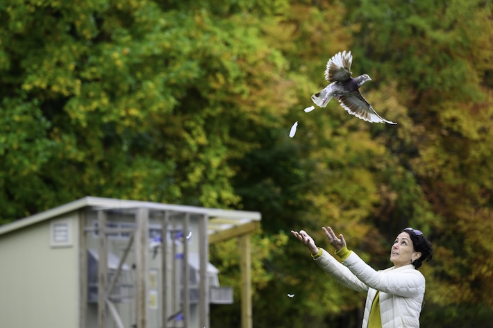 Dora Biro releases a homing pigeon. 