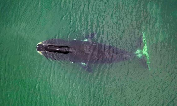 Getty image of a Bowhead Whale.