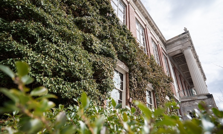 Ivy-covered walls on the side of a brick building. 