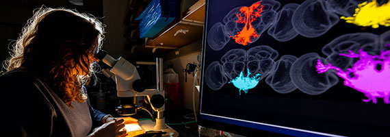 In a dark lab, a researcher looks through a microscope while a screen displays colorful images of brains.