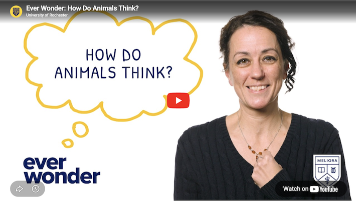 YouTube video screen with a woman in a black sweater and beaded necklace. A thought bubble reads: How do animals think?