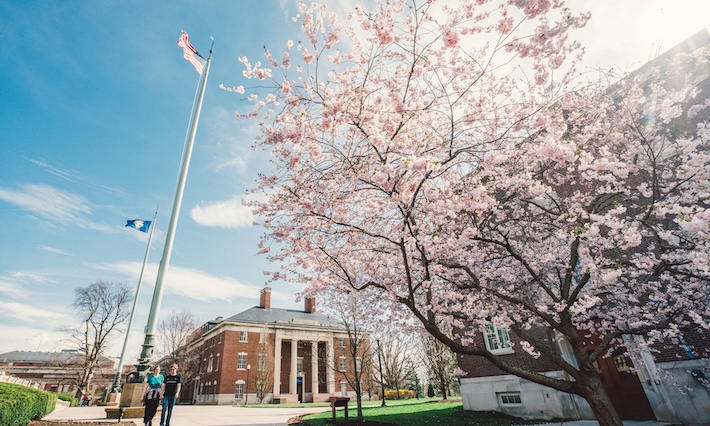 Two students walk under early blooming cherry blossom trees.