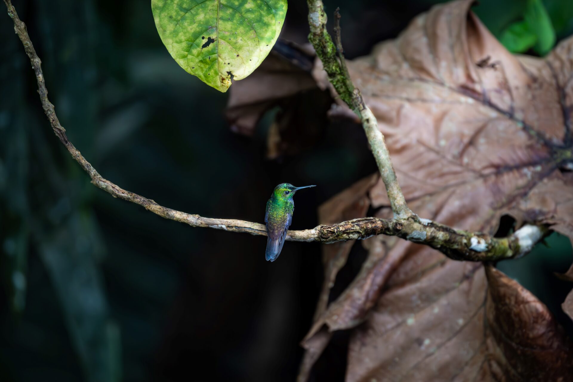 A hummingbird sits on a branch