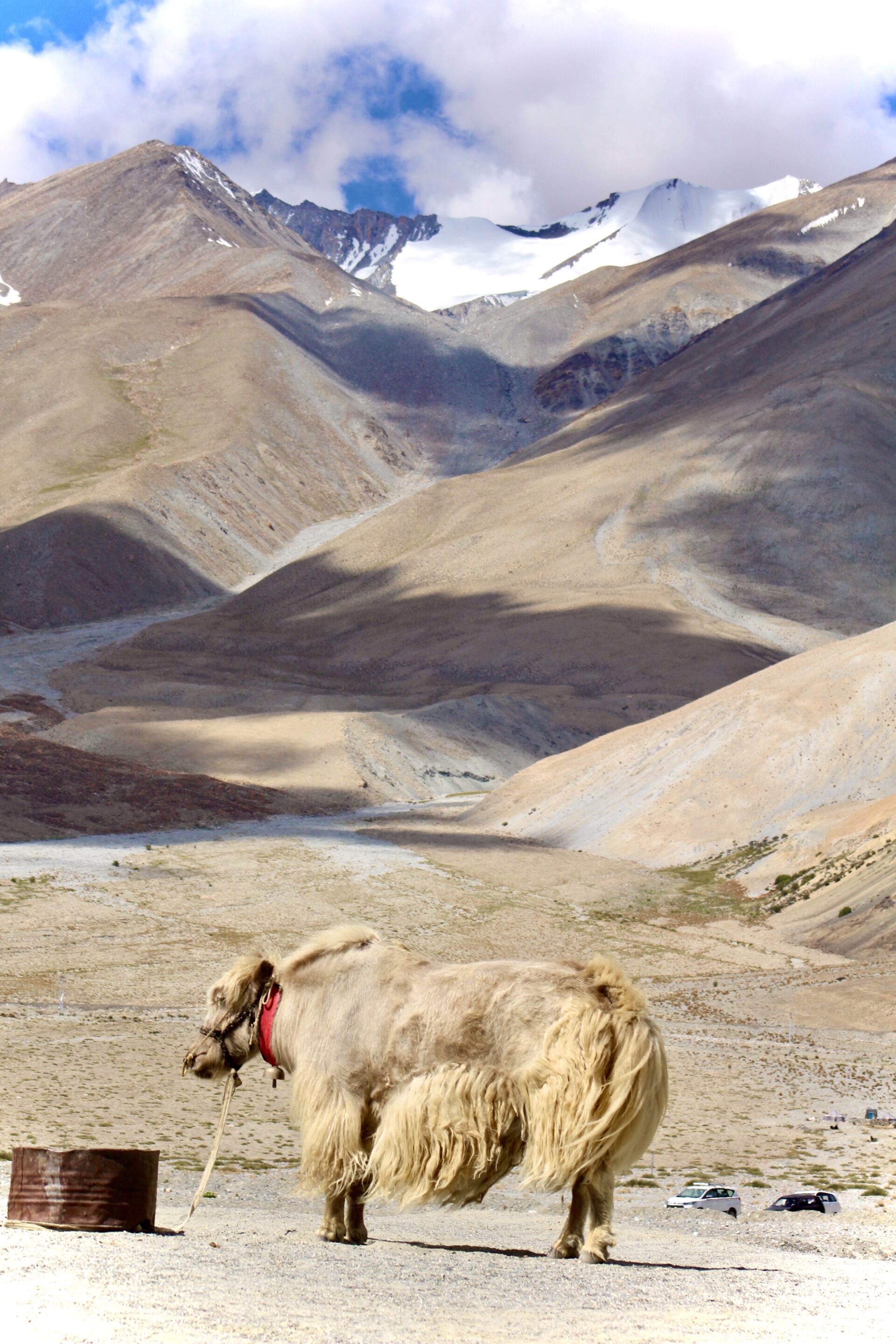 A yak in the vast landscapes of Ladakh, standing peacefully near Pangong Lake.