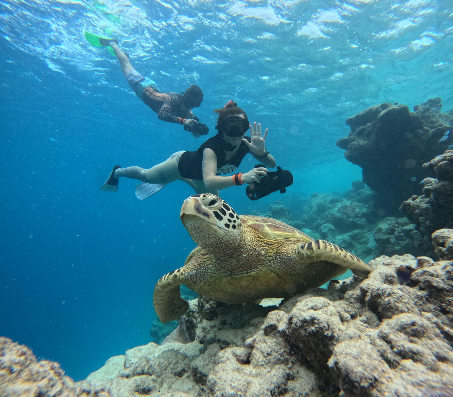 A student scuba diving with a sea turtle