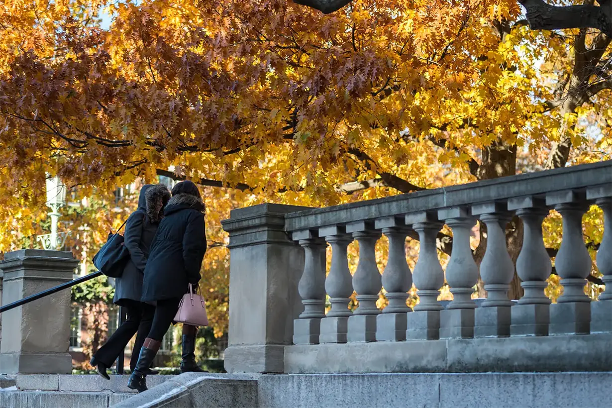 A tree adorned with vibrant yellow leaves, showcasing the beauty of autumn foliage against a clear sky at the University of Rochester.