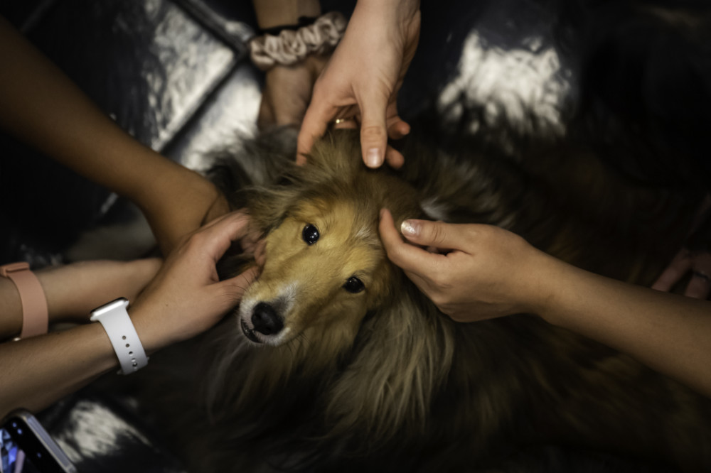 A therapy dog surrounded by students.