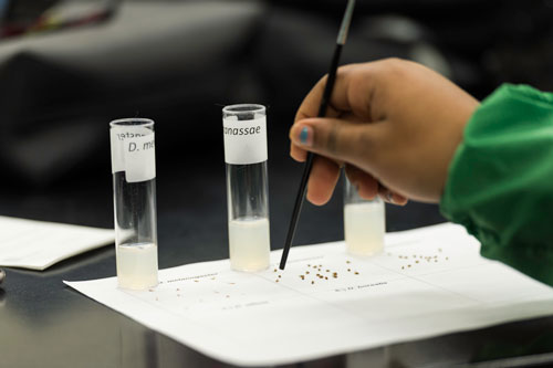 9th grade students from East High visit the University of Rochester for a full day college experience including experiments with fruit flies in the Hutchison Hall lab of Dr. Bob Minckley