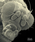 Drosophila