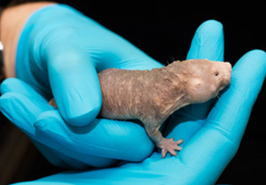 naked mole rat