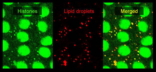 Feature image green and red blobs
