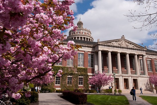 Feature image pink cherry blossoms near Rush Rhees