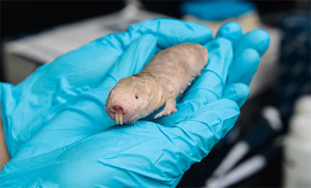 hairless rodent in blue gloved hands