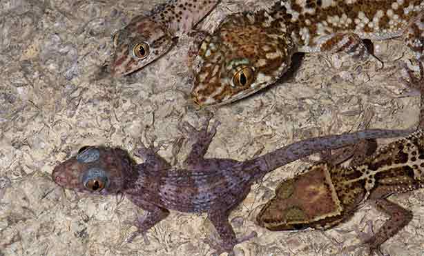 Feature image geckos