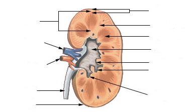 Feature image drawing of a kidney