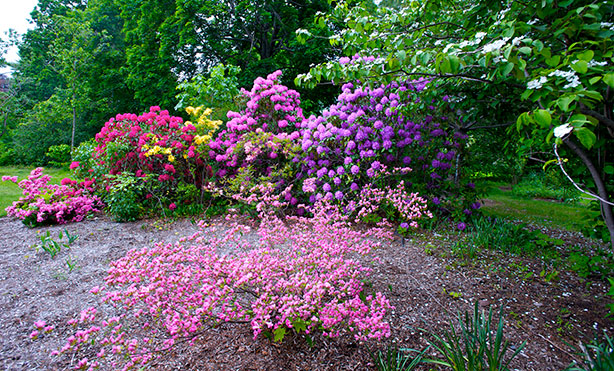 Feature image flowering bushes
