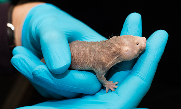 hairless rodent held in blue-gloved hands