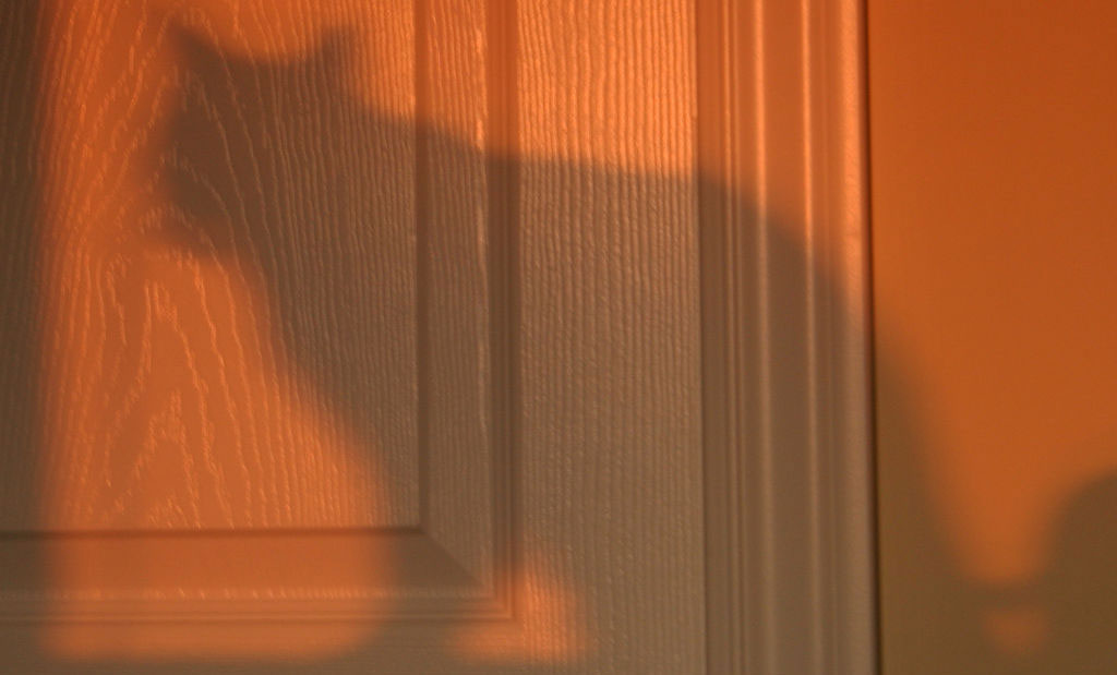 Feature image a cat's shadow