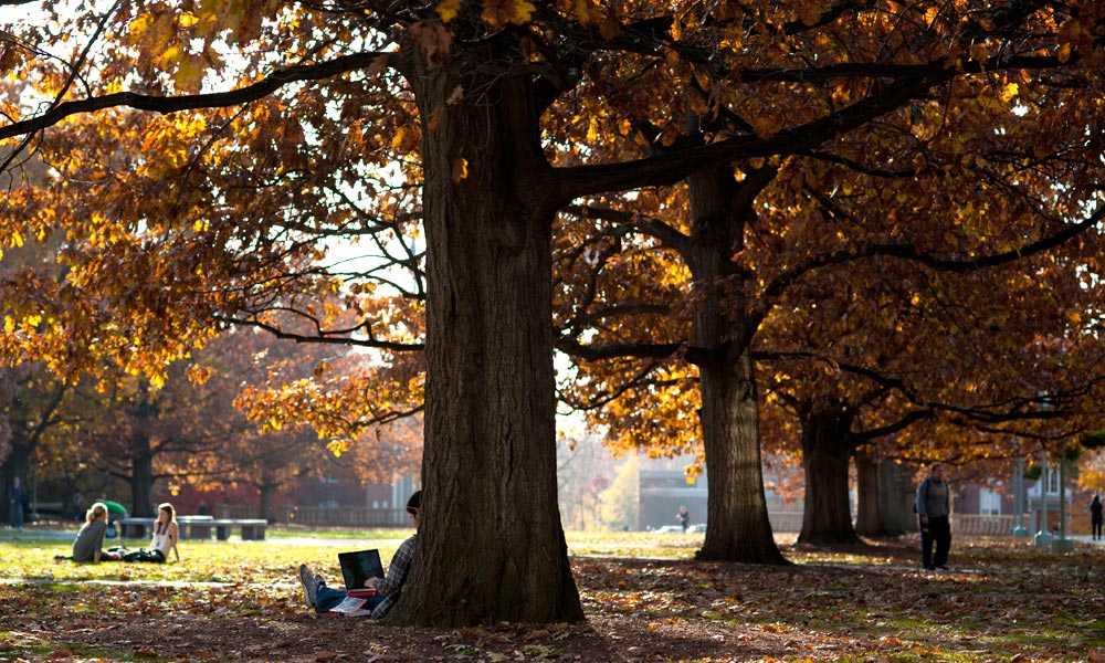the quad will fall trees