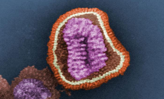 flu virus