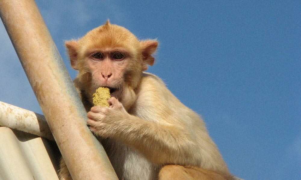 Feature image monkey eating