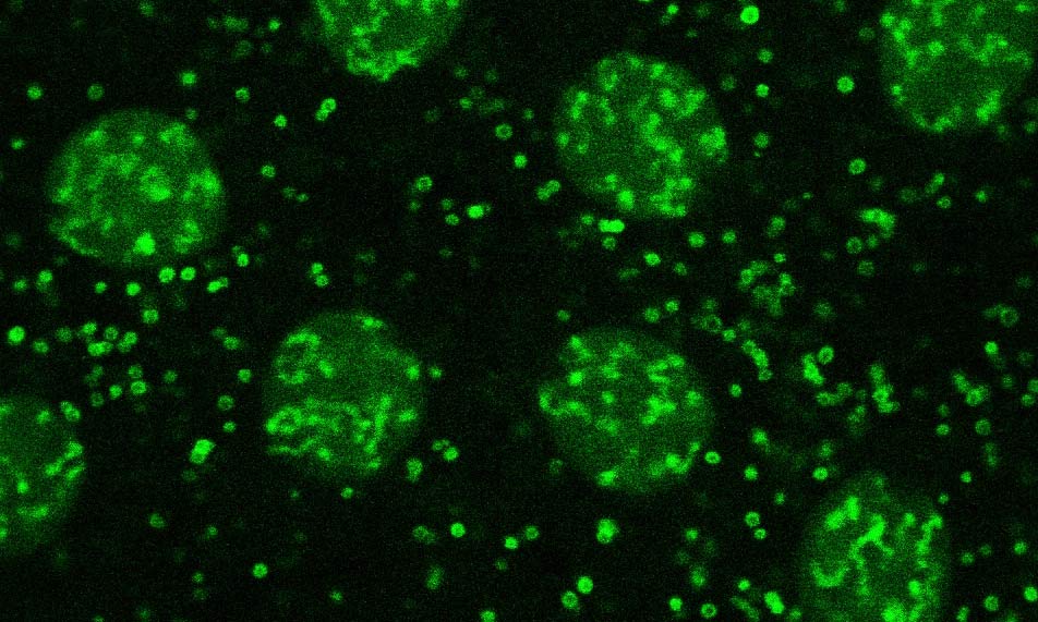 Feature image green illuminated spots and dots on black background