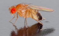 When temperatures drop, newly-discovered process helps fruit flies cope