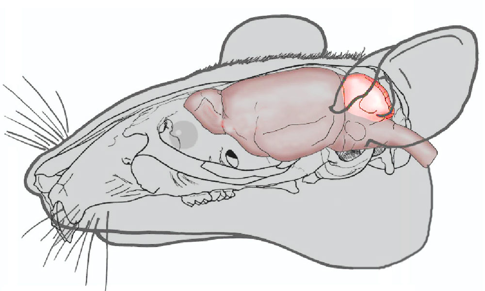 Человек мышь мозг. Строение головного мозга крысы.