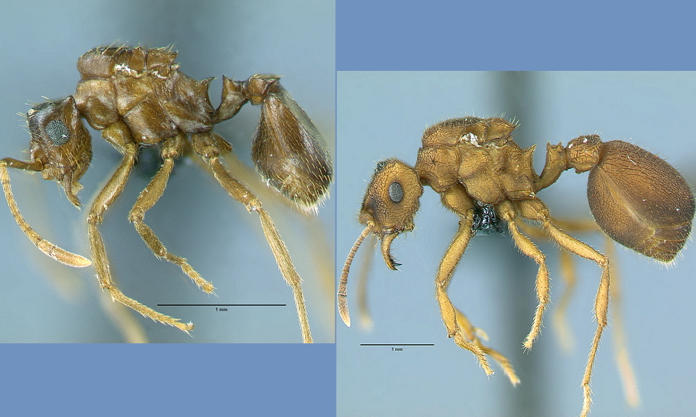 This Ant Species May Support a Controversial Theory on Evolution