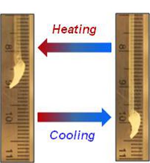 Self-Stretching Polymer