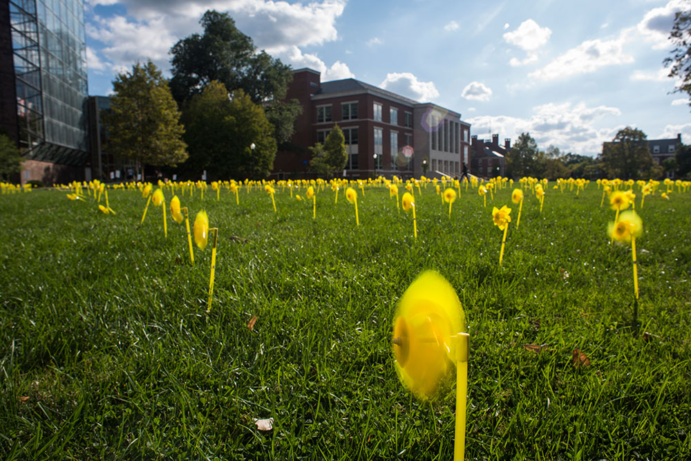 Feature image large area with lots of yellow pinwheels