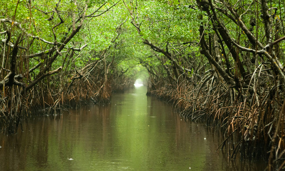 Feature image Everglades