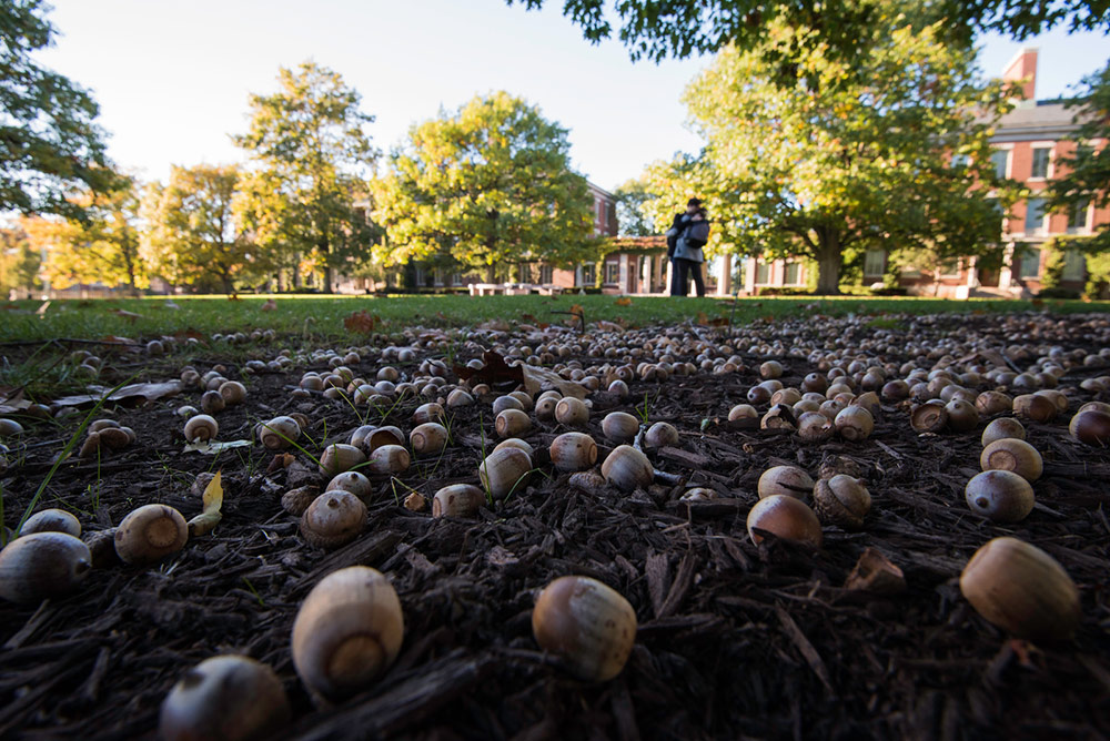 Feature image close up of acorns on the ground, with a couple embracing in the background
