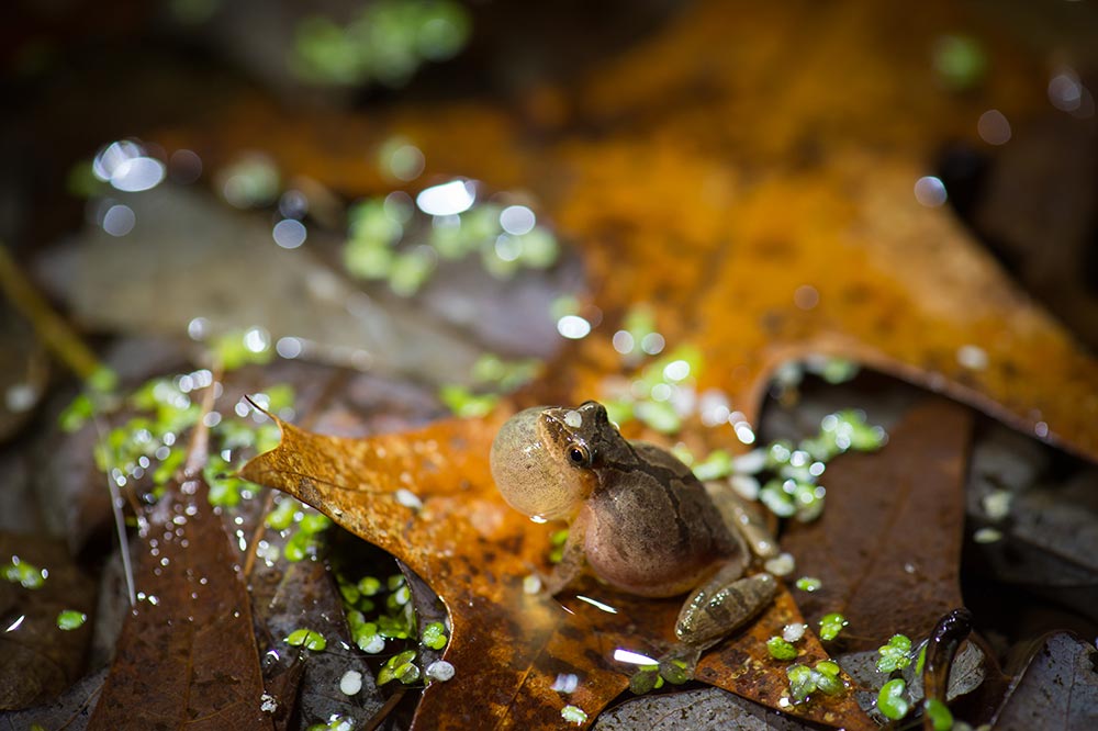 frog