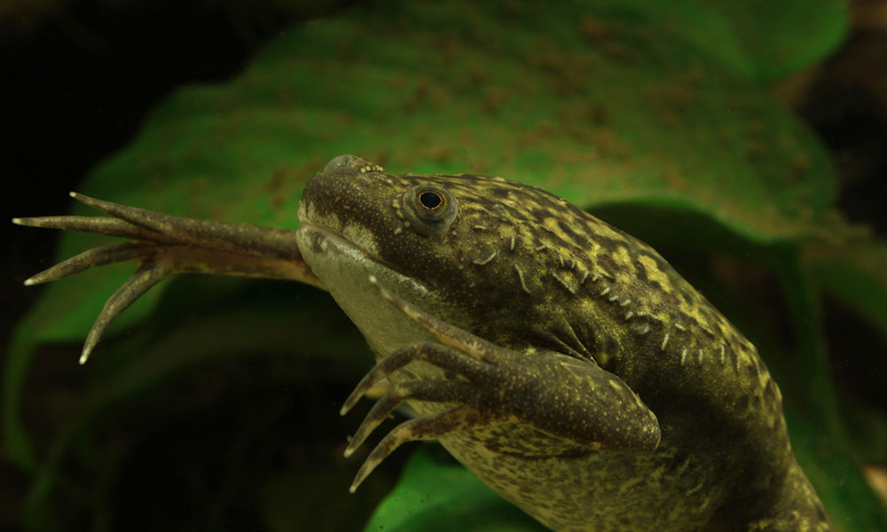 South African clawed frogs