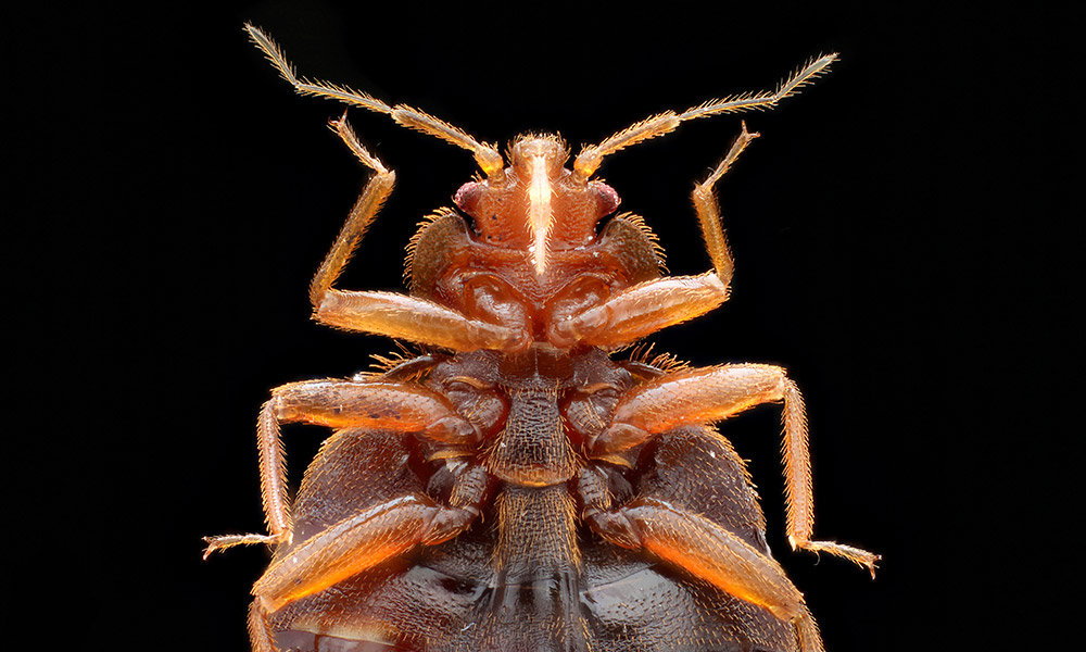 close up of bed bug